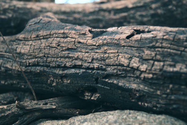 istock Closeup shot of a dry tree bark 1467261495