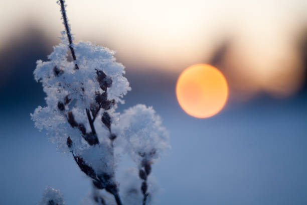 istock Selective focus shot of a snow on flower buds 1467261500