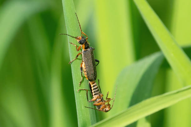 istock Macro shot of a soldier beetle bug on a green grass in summer or spring with blurred background 1467261521