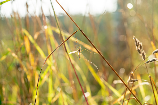 A praying mantis in the grass
