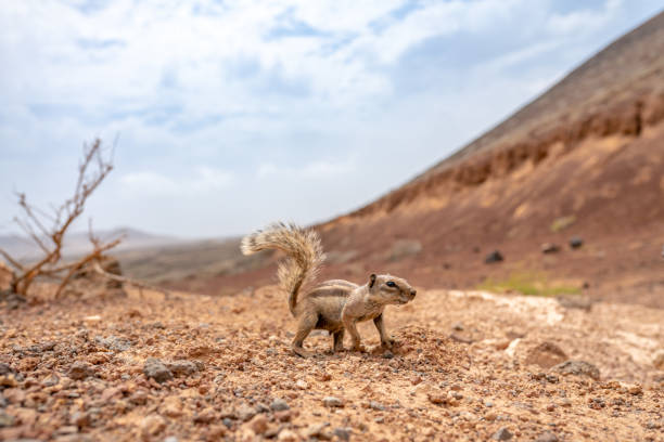 An adorable chipmunk in a desert against blue cloudy sky background