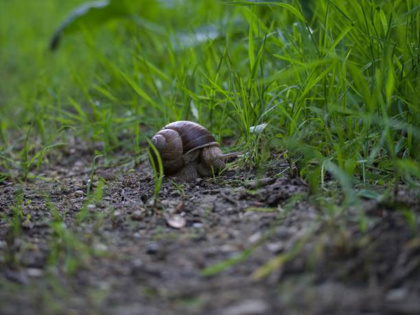 istock Close up burgundy snail on gravel path 1467261671