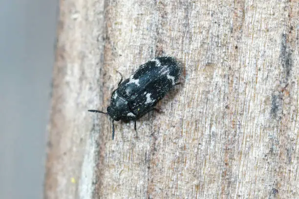 Closeup on a Megatoma undata beetle, emerging from nests of European mason bee, Osmia rufa in the bee-hotel in the garden