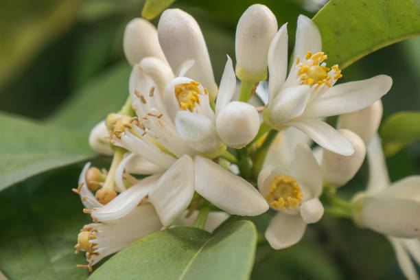 istock Orange blossom in spring, azahar flower 1467262017