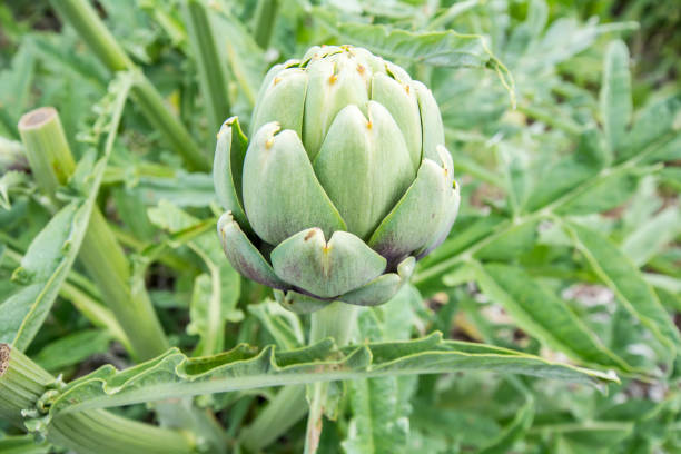 istock Artichoke, Cynara cardunculus 1467262048