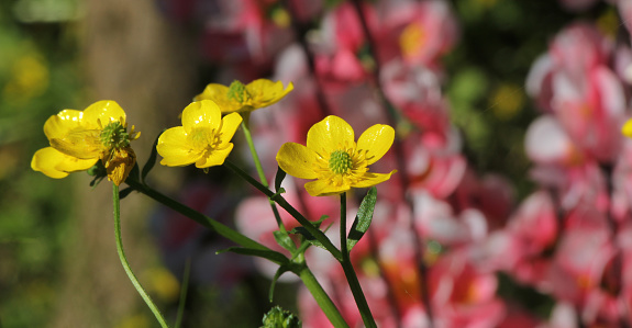 Yellow Texas wildflower (buttercup ranunculus bulbosus) with pink flowers in the bBackground