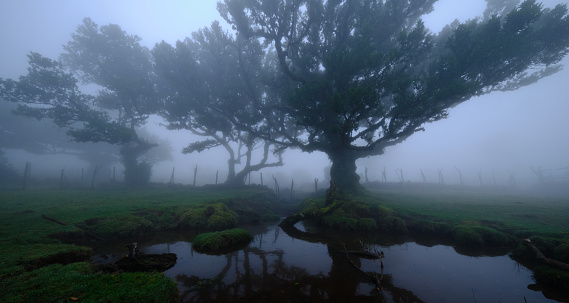 Ancient laurel forest in Madeira. Often the old trees, full of character, are in the mist and conjure up a mystical atmosphere. Called fairy forest.