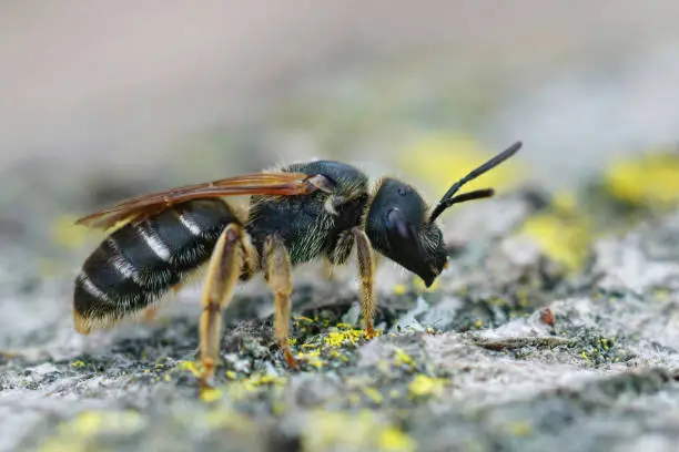 Lateral closeup on a giant furrow bee, Halictus quadricinctus sitting on wood in Southern France