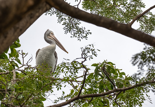 A Greater Pelican sitting on a tree and resting
