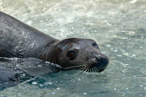istock Lobo marino sudamericano (Otaria flavescens) 1467262712