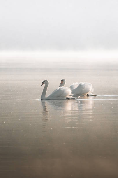istock Vertical shot of two cute swans 1467262813