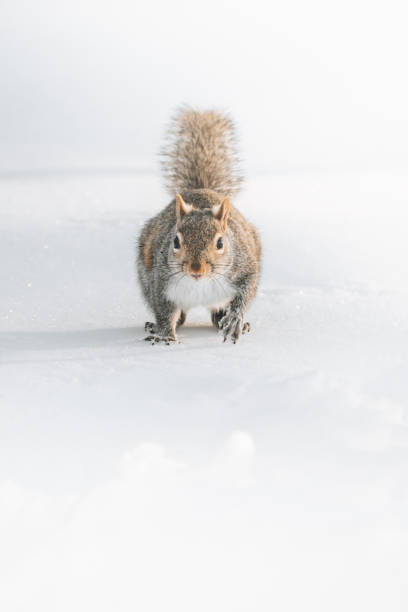 istock Shot of a cute squirrel 1467262849