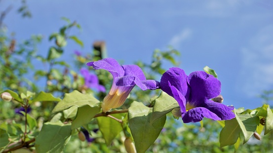Landscape of Closeup of beautiful flowers of Thunbergia erecta also known as Bush clockvine, Kings mantle, Purple bell etc