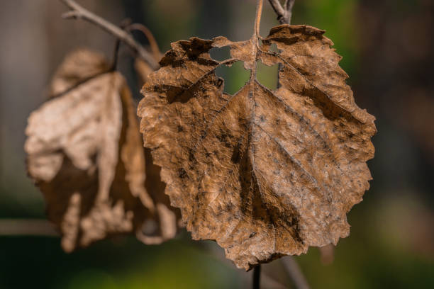 istock Selective focus shot of dry leaves in the forest 1467263164