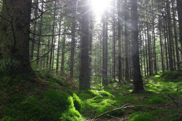 istock Scenic view of sun shining through tall pine trees in the forest 1467263199
