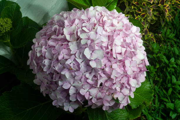 istock Hydrangea flower outdoors, garden with natural light in Guatemala 1467263239