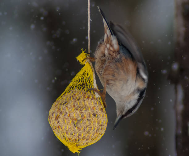 istock Closeup shot of a sparrow 1467263391