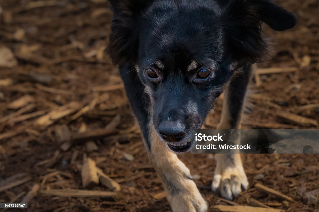 Black mixed breed dog, Marymoor dog park, Redmond, Washington A black mixed breed dog, Marymoor dog park, Redmond, Washington Animal Stock Photo