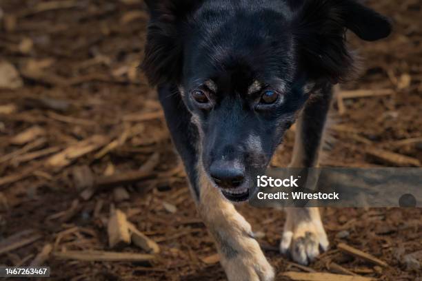 Black Mixed Breed Dog Marymoor Dog Park Redmond Washington Stock Photo - Download Image Now