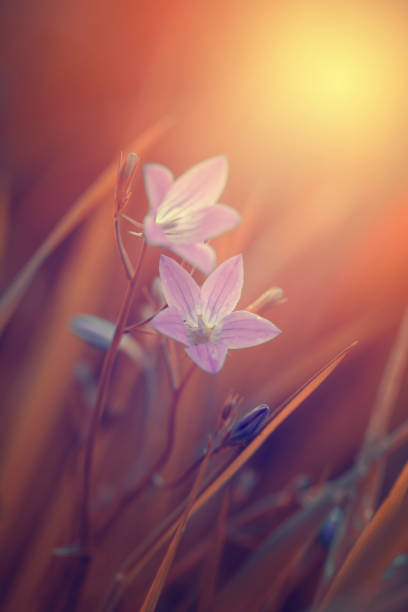 Flowers. Summer meadows with blooming wildflowers. Naturalistic garden. Flower meadow. Flower decorations. Rural scenery. Fresh flowers. Artistic photos of flowers