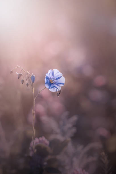 istock Summer meadows with blooming wildflowers 1467264204