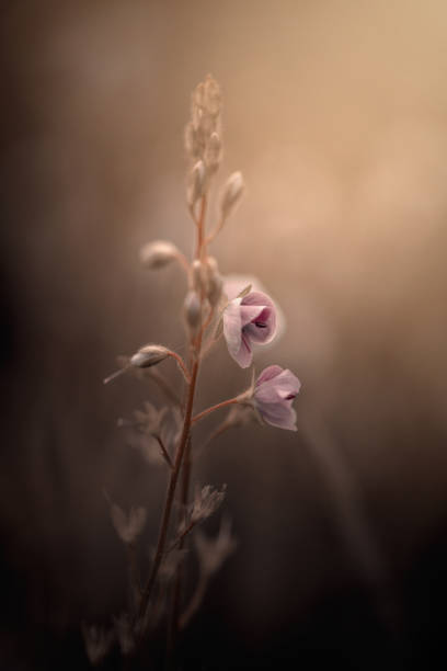 istock Summer meadows with blooming wildflowers 1467264210