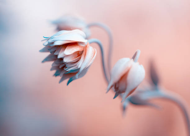 istock Columbine flowers 1467264275
