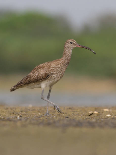 istock Beautiful curlew in a field on a sunny day 1467264664
