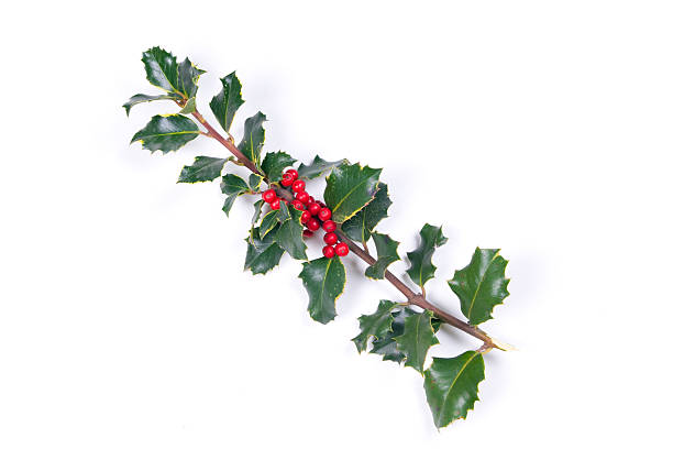 istock Branch of holly 146726467
