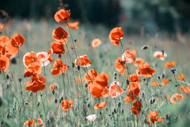 istock Poppy flowers 1467264803