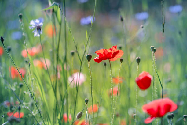 istock Poppy flowers 1467264840