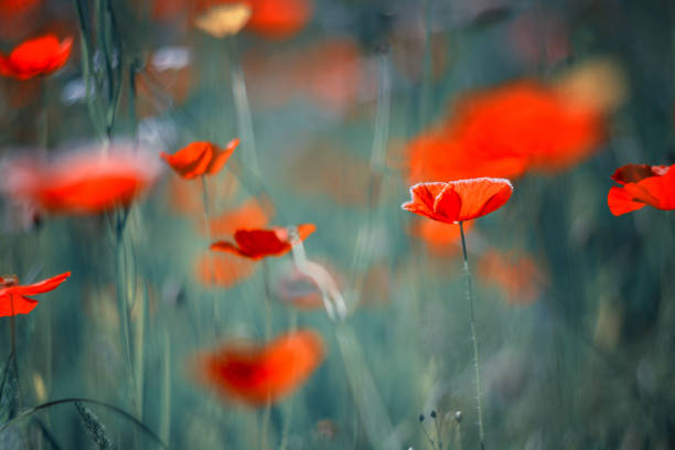 istock Poppy flowers 1467264857