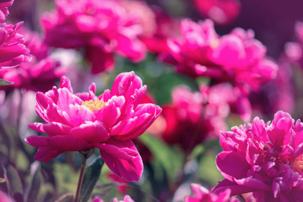 istock Garden flowers 1467264940