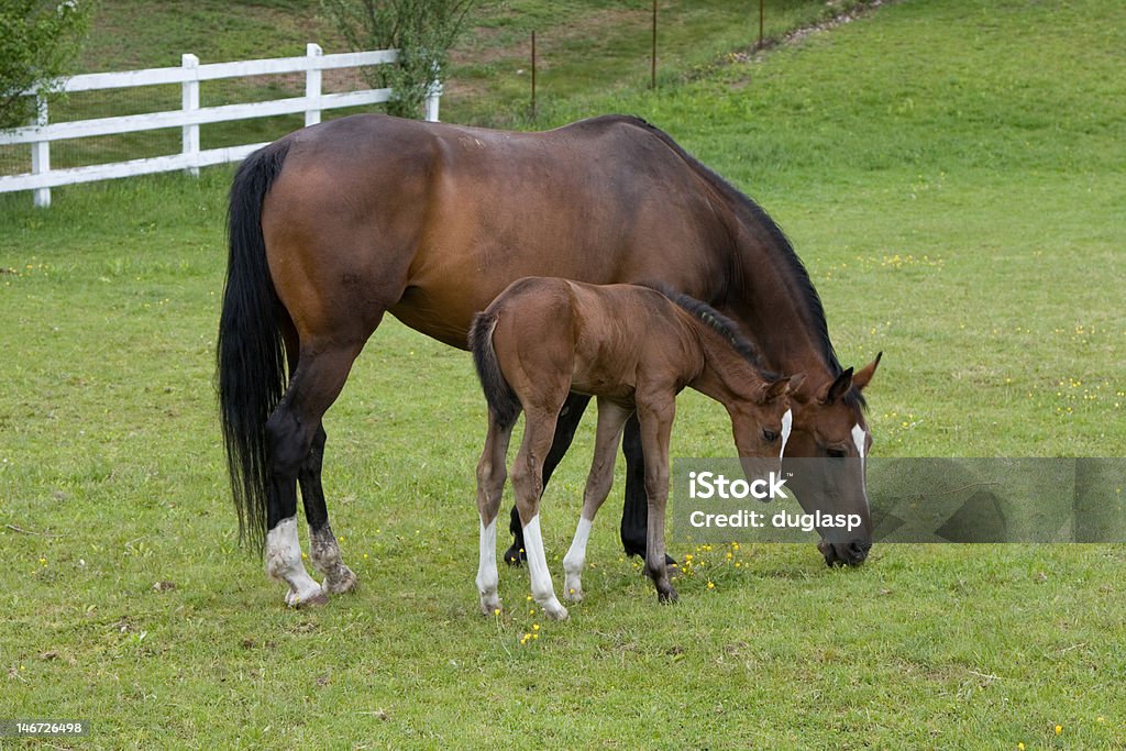 Mother with Newborn Foal Afternoon sun on a filly with her foal. Affectionate Stock Photo