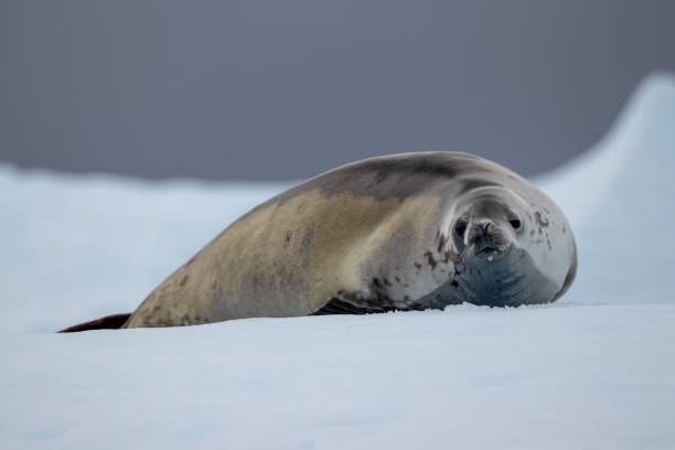 istock Closeup of an Antarctic Leopard on an iceberg 1467265020