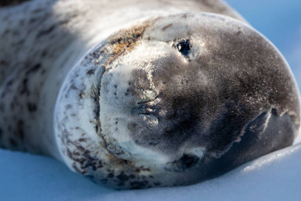 istock Closeup of a Leopard seal on an iceberg 1467265026