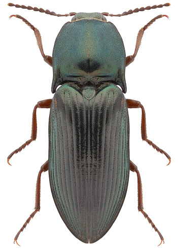 Click beetle species Selatosomus aeneus
