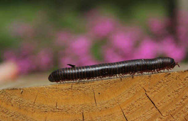 Closeup of Archispirostreptus gigas, a giant African millipede walking on the wooden surface. A closeup of Archispirostreptus gigas, a giant African millipede walking on the wooden surface. giant african millipede stock pictures, royalty-free photos & images