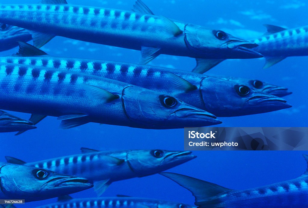 barracuda - Foto stock royalty-free di Atollo di Ari