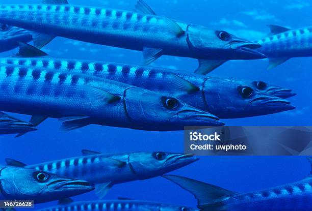 Barracuda - Fotografias de stock e mais imagens de Animal selvagem - Animal selvagem, Atol Ari, Barracuda