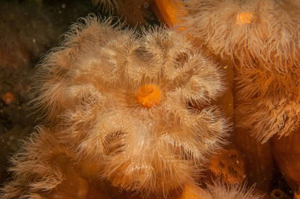 istock Closeup of a Metridium senile (frilled anemone) in deep ocean 1467266299