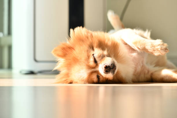 istock Closeup of a cute sleeping puppy 1467266380