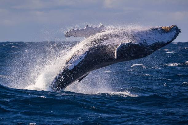 Adult humpback whale breaching off Sydney, Australia Large humpback whale breaches off Sydney, Austra whaling stock pictures, royalty-free photos & images