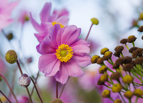 A closeup of a Japanese anemone flower blooming in the garden in spring