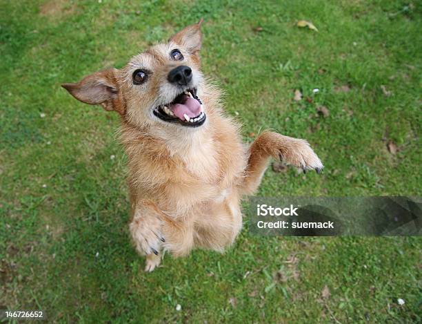 Hund Auf Der Rückseite Der Hosenbeine Freundlichen Stockfoto und mehr Bilder von Beweglichkeit