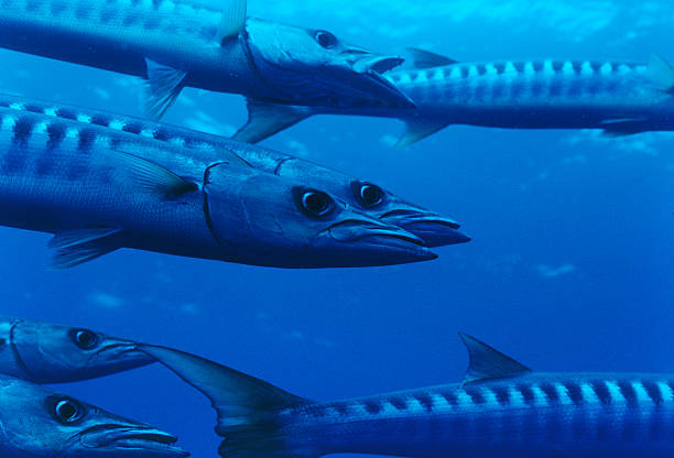 blackfin barracuda stock photo
