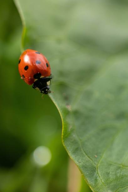 istock Vertical shot of a ladybug walking on a green leaf on a blurry background 1467266718