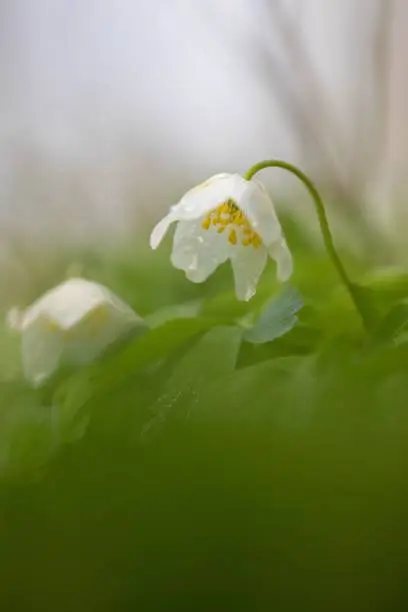 Photo of Vertical shot of a spring whiteflower in a field on a sunny day with a blurry background