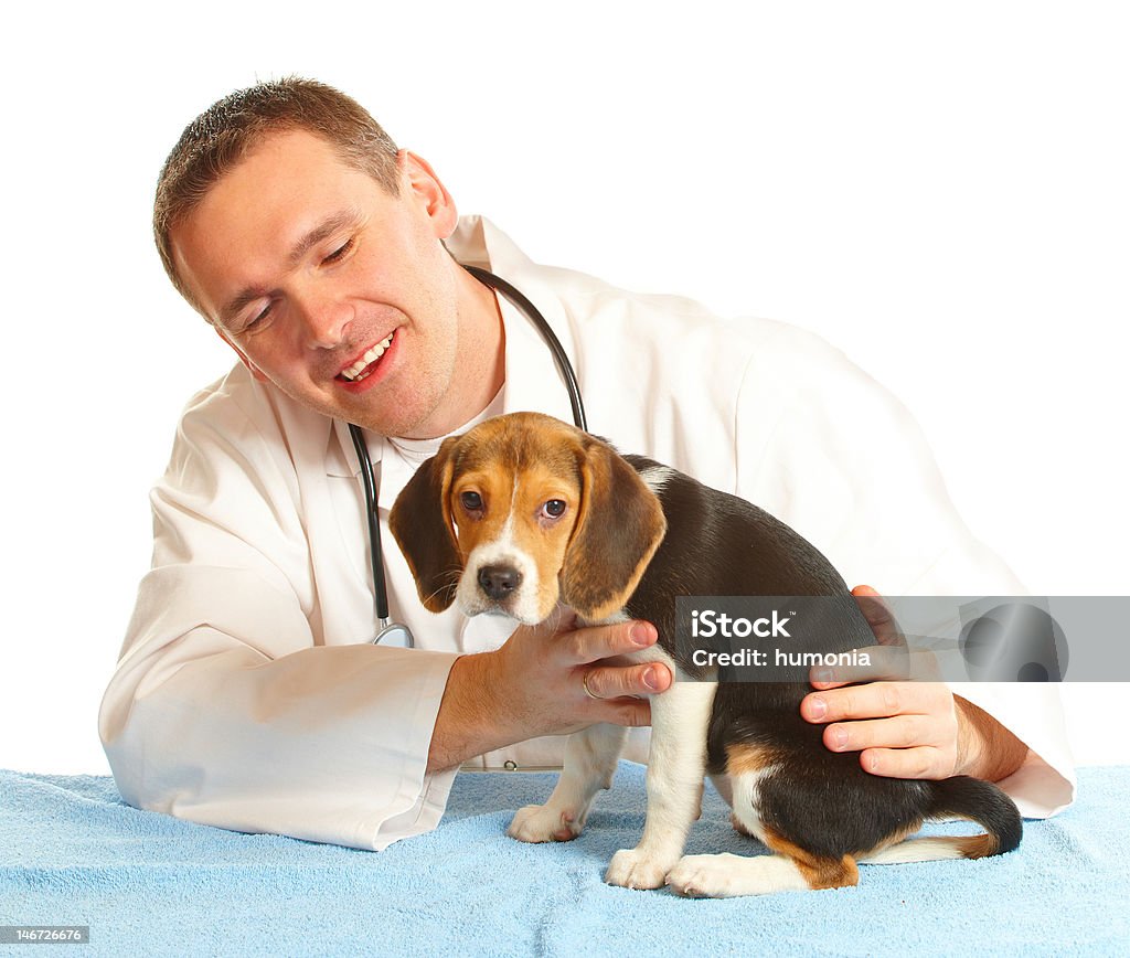 Ветеринара-исследователю и бигль Щенок - Стоковые фото Белый роялти-фри