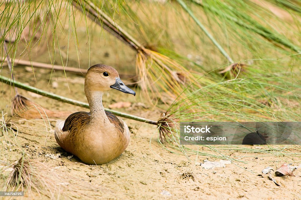 Sitting Duck-Modo di dire inglese - Foto stock royalty-free di Allerta